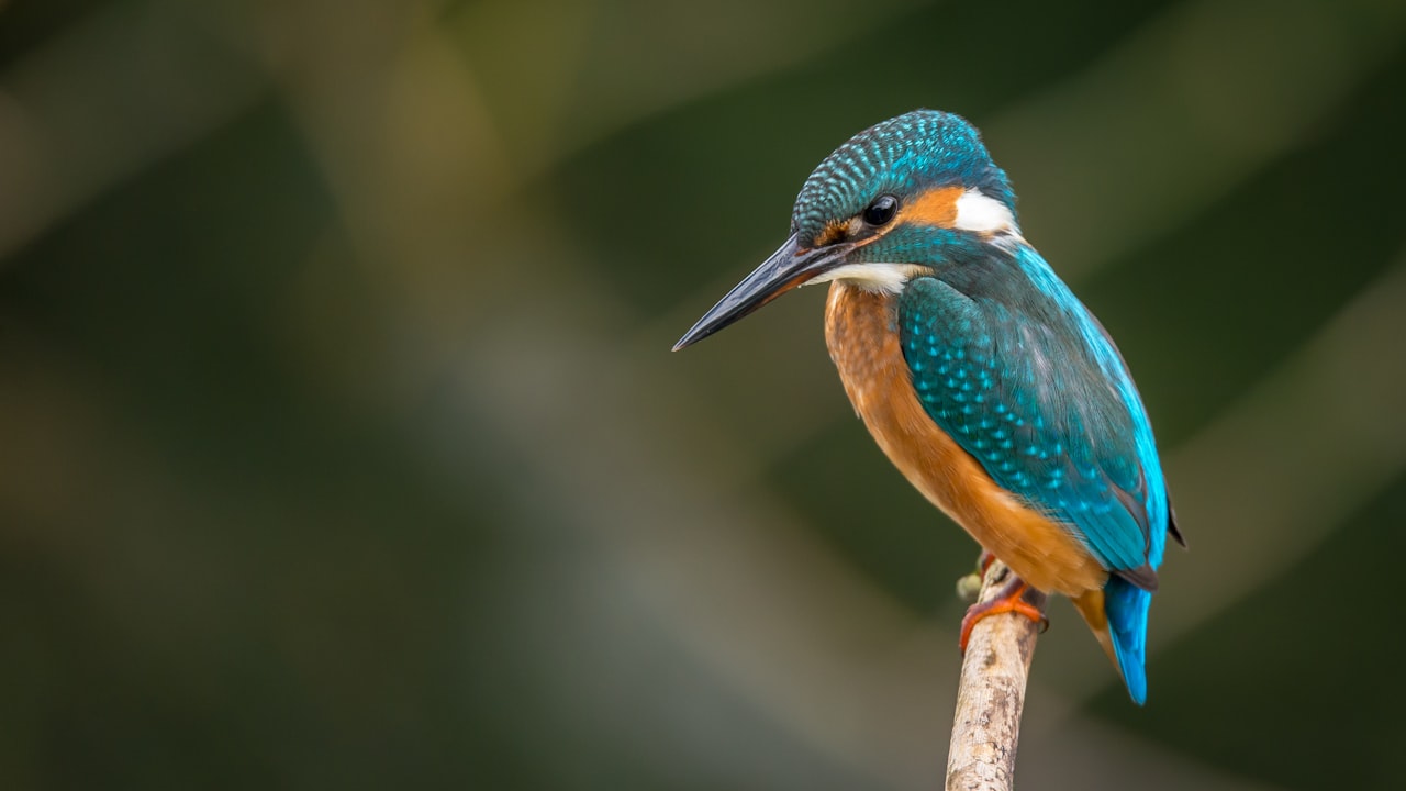 Oiseau pres d'un point d'eau