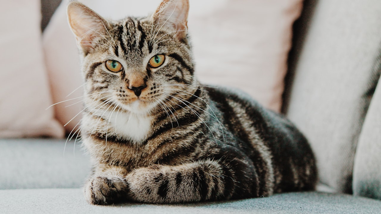 Chat domestique — assurance animaux