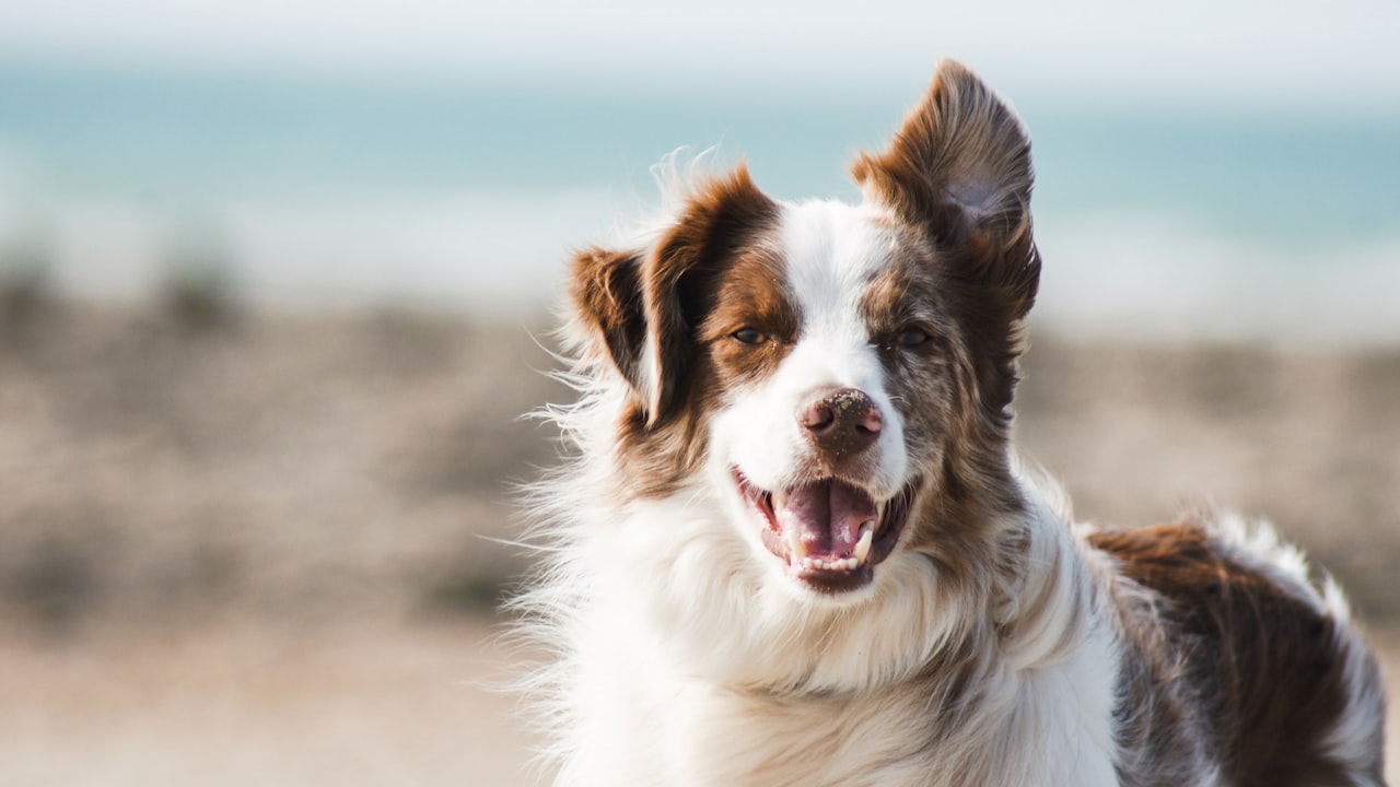 Proprietaire promenant son chien